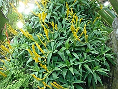 341 Longwood Gardens [2008 August 23]